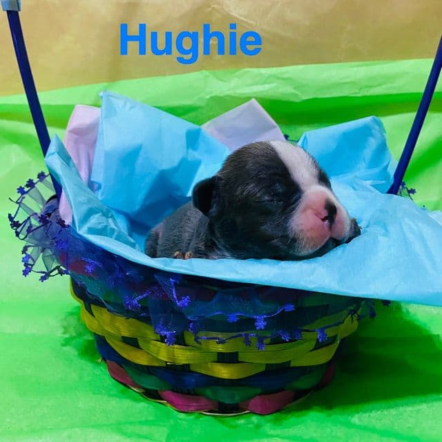 Hughie - Frenchton Male
