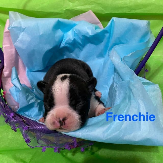 Frenchy - Frenchton Male