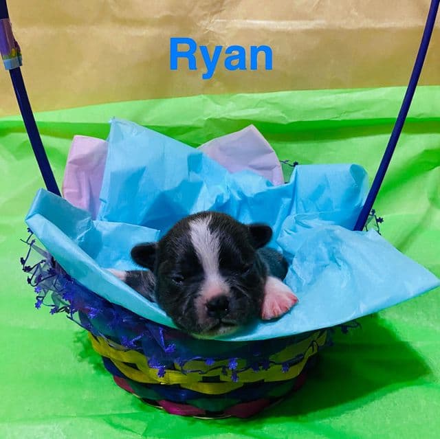 Ryan - Frenchton Male