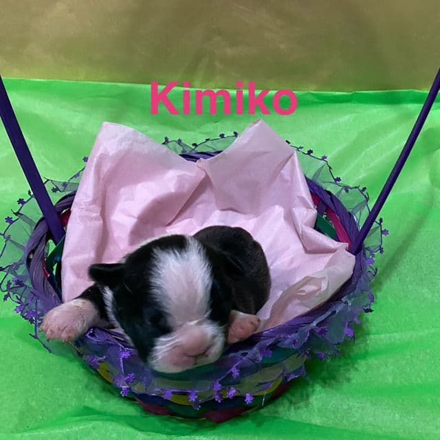 Kimiko - Frenchton Female
