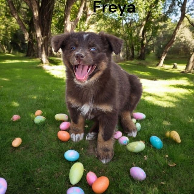 Freya - Australian Shepherd Female
