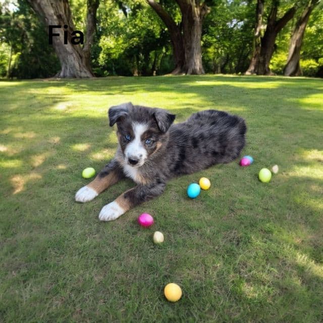 Fia - Australian Shepherd Female