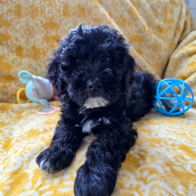 Bubbles- mini - Portidoodle Male