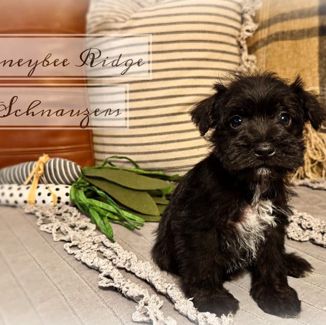 Akc Black  - Miniature Schnauzer Female
