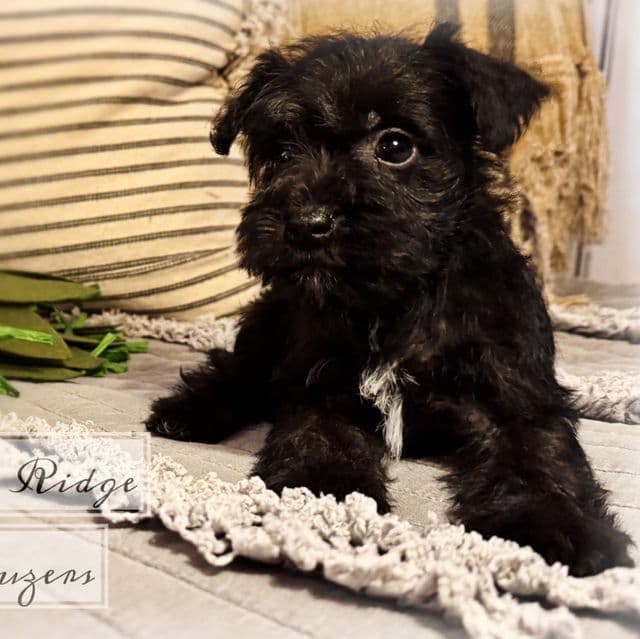 Akc Black  - Miniature Schnauzer Male