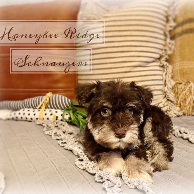 Akc Liver Tan - Miniature Schnauzer Male