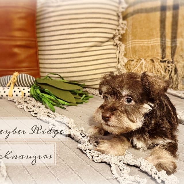 Akc Liver Pepper  - Miniature Schnauzer Male