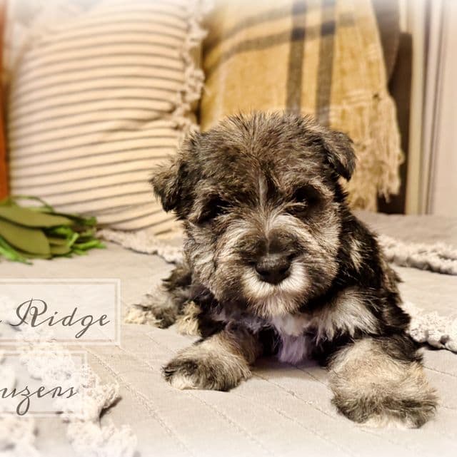 Akc Salt and Pepper - Miniature Schnauzer Male