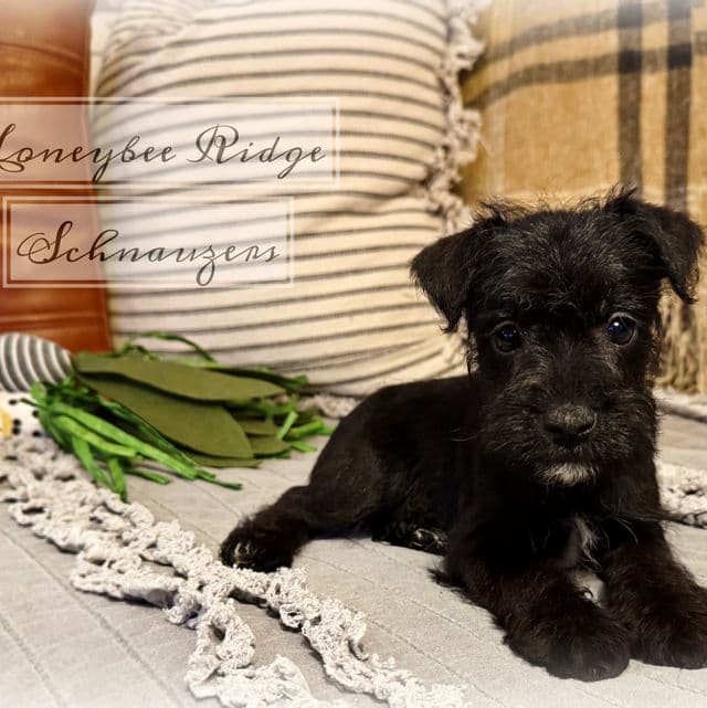 Akc Black  - Miniature Schnauzer Male