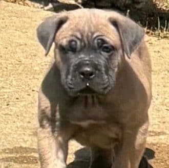 Justin - Cane Corso Male