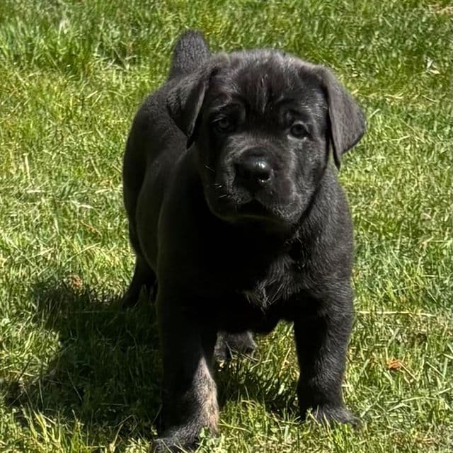 Blue - Cane Corso Male
