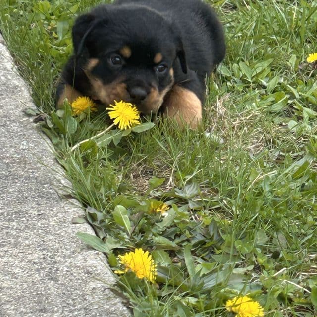 Lily - Rottweiler Female