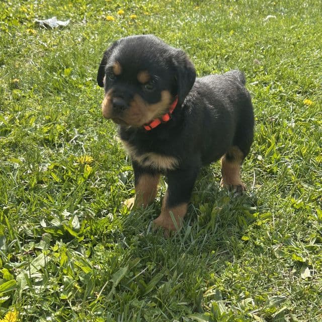 Rose - Rottweiler Female