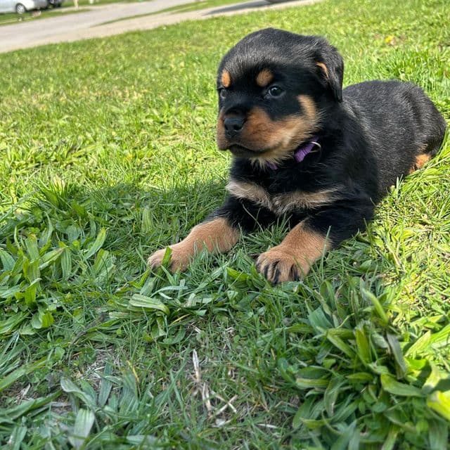 Royal - Rottweiler Female