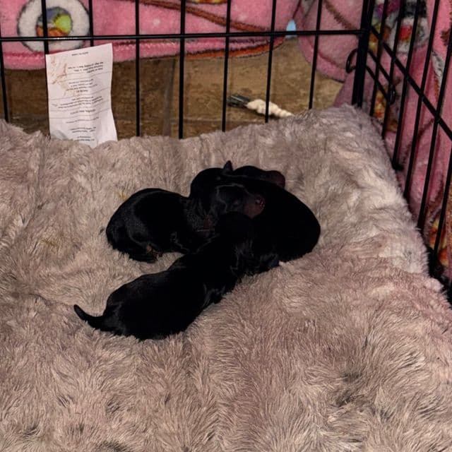 Puppy 1 - Yorkshire Terrier Male