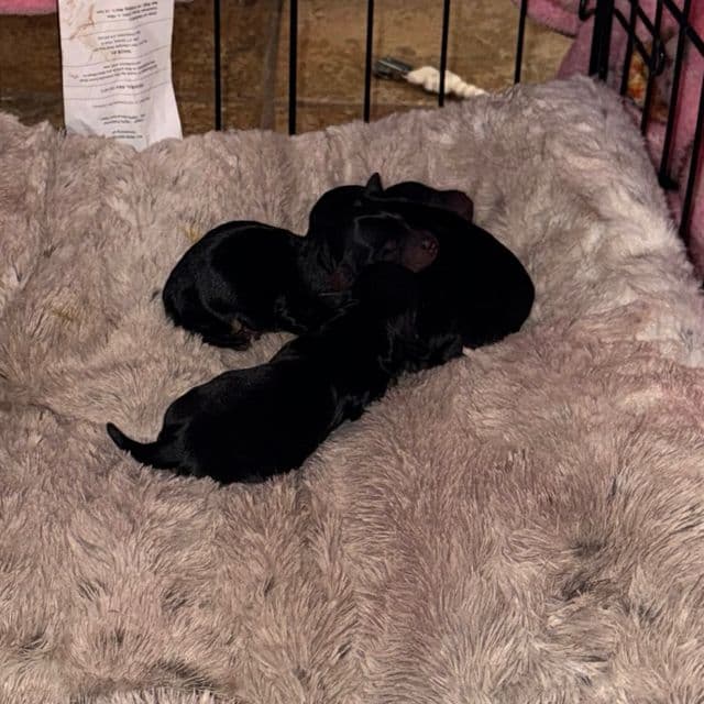Puppy 2 - Yorkshire Terrier Male
