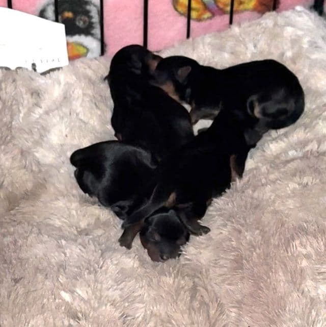Puppy 3 - Yorkshire Terrier Female