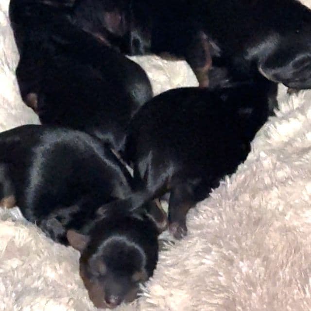 Puppy 4 - Yorkshire Terrier Female