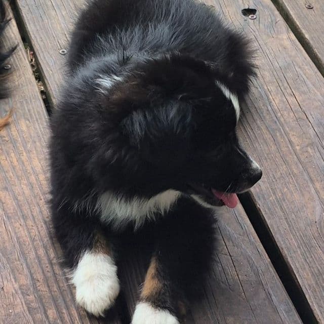 Sophia - Australian Shepherd Female