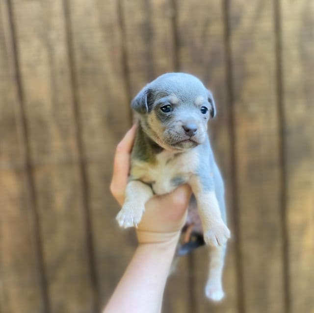 Blue - Chihuahua Male