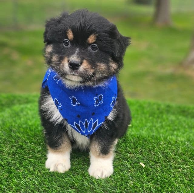 Clark - Australian Shepherd Male