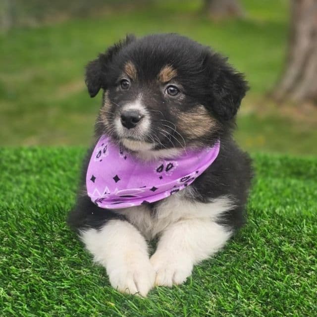 Shanna - Australian Shepherd Female