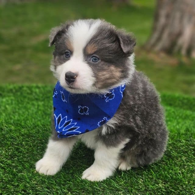 Blue - Australian Shepherd Male