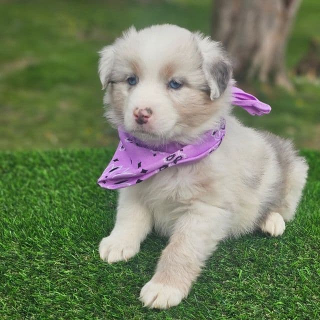 Twinny First  - Australian Shepherd Female