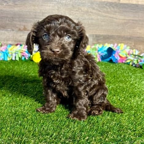 Cleo - Cavapoo Female