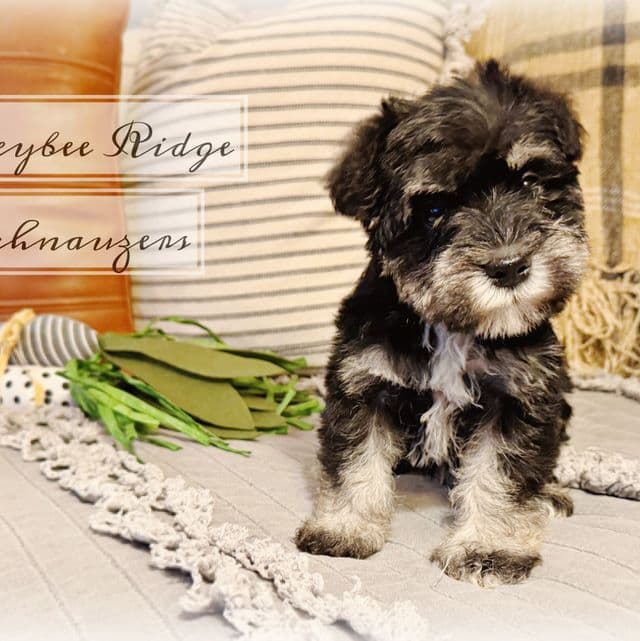 Akc Black and Silver  - Miniature Schnauzer Male