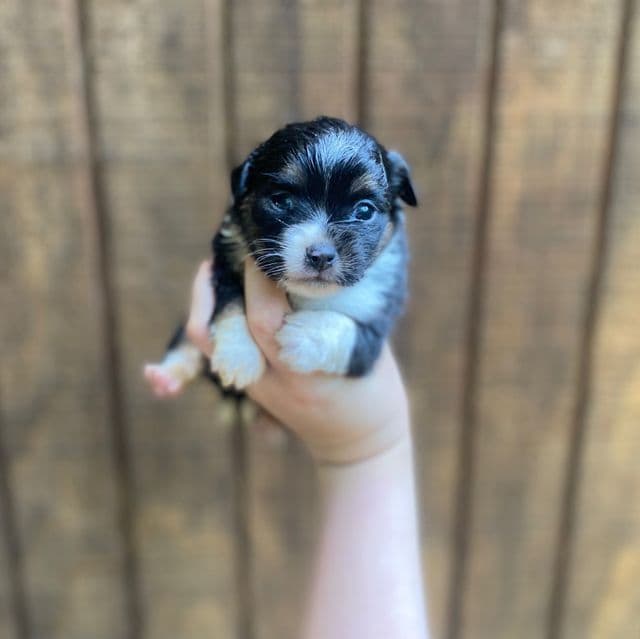 Maui - Chihuahua Male