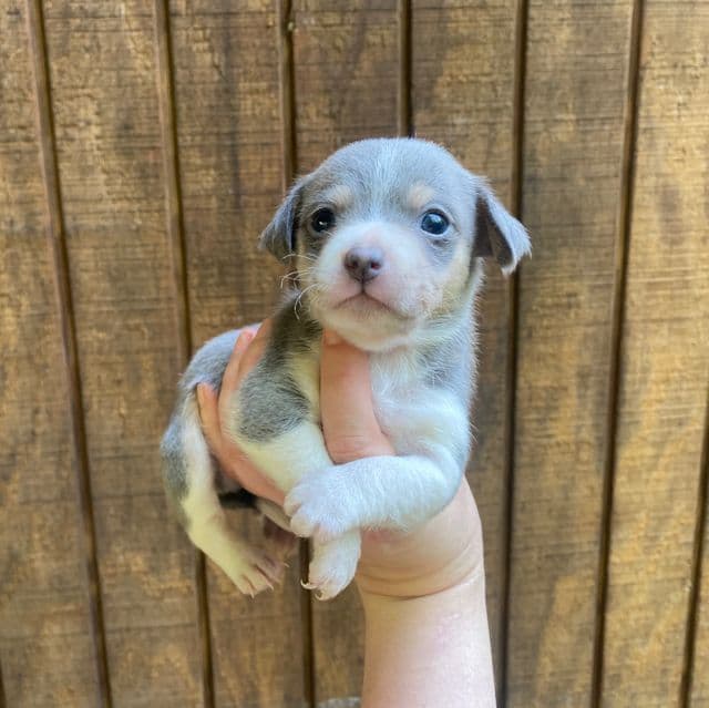 Gordo - Chihuahua Male