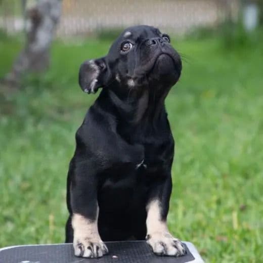 Florian - French Bulldog Male