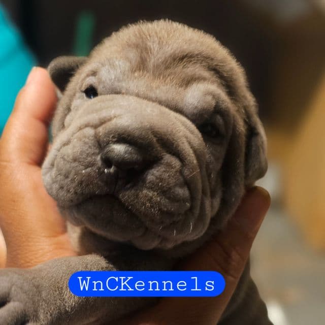 Boris - Miniature Shar-Pei Male