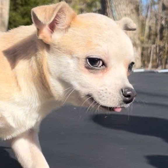 Jasper - Chihuahua Male
