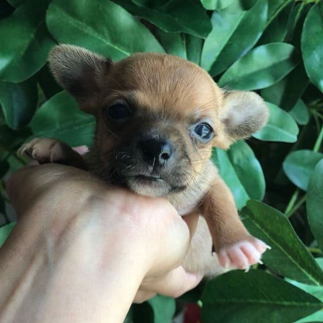Rusty - Chihuahua Male