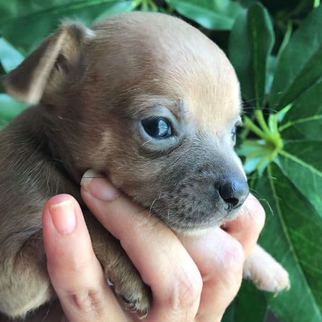 Corey - Chihuahua Male