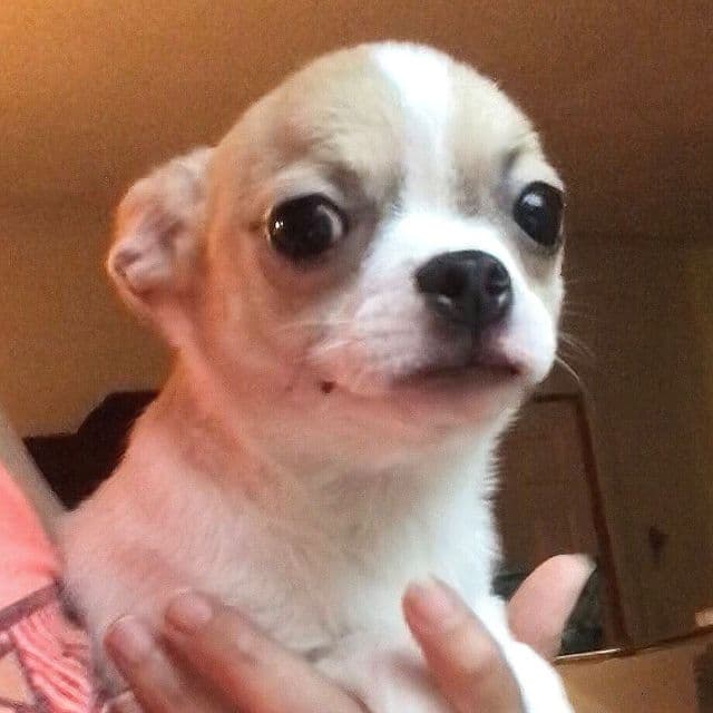 Munchie - Chihuahua Male