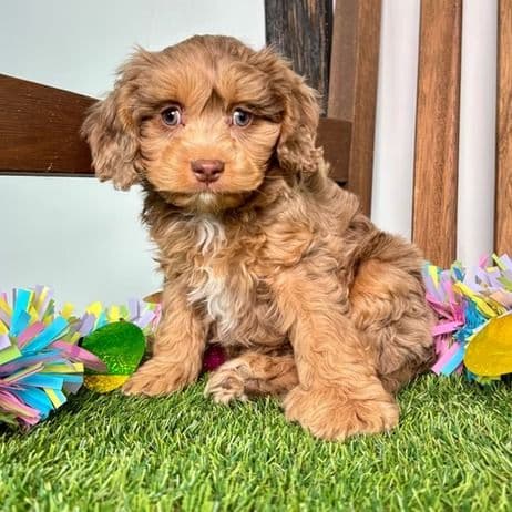 Dallas - Cavapoo Male