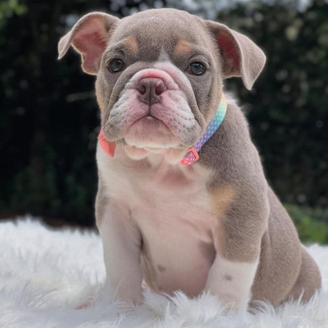 MILA - English Bulldog Female