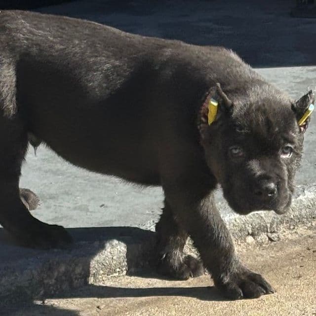 Blue - Cane Corso Male