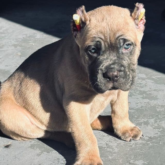 Justin - Cane Corso Male