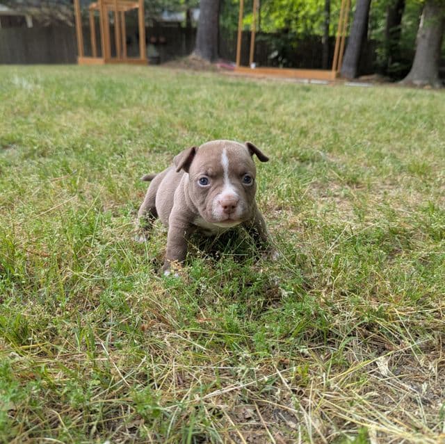 Ella - American Bully Female