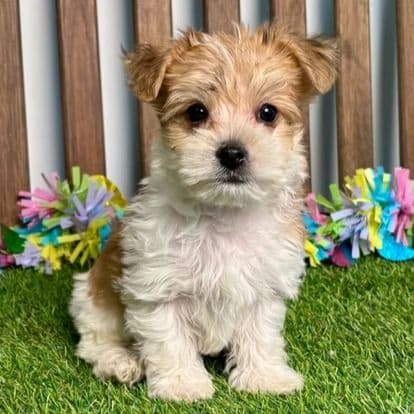 Yoda - Yorkie-Chon Male