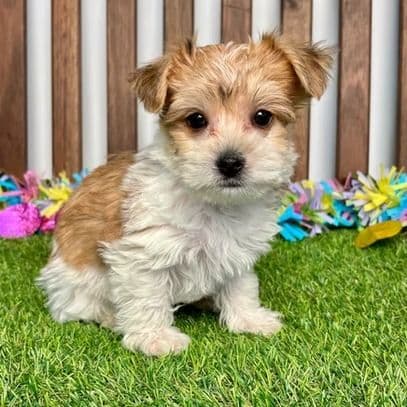 Yasmine - Yorkie-Chon Female