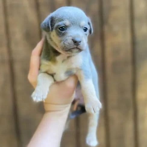 Blue - Chihuahua Male