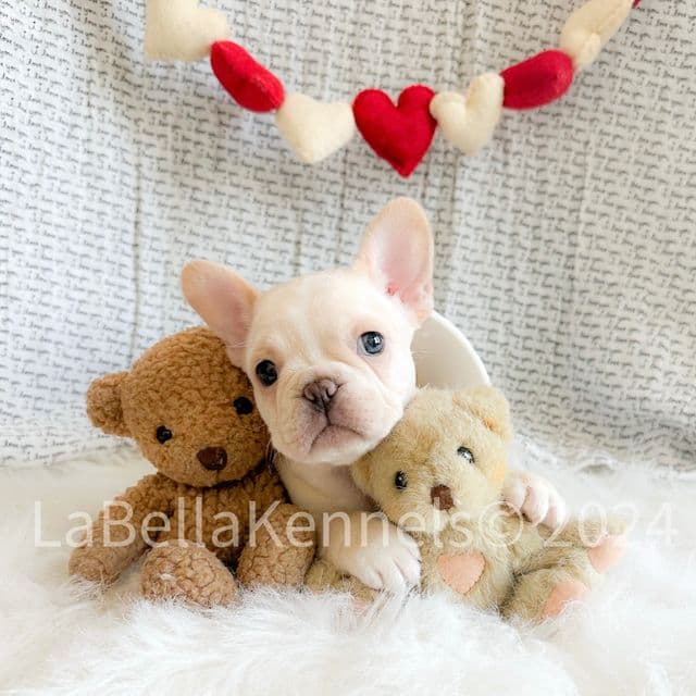 Elsa  - French Bulldog Female