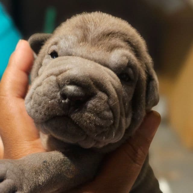 Boris - Miniature Shar-Pei Male