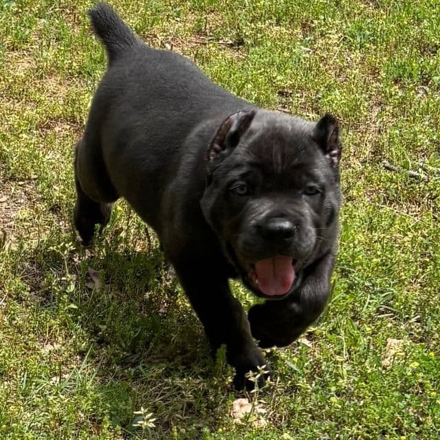 Blue - Cane Corso Male