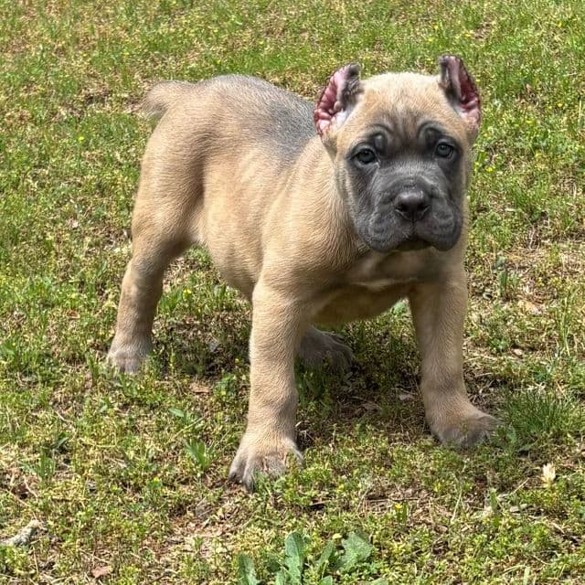 Justin - Cane Corso Male